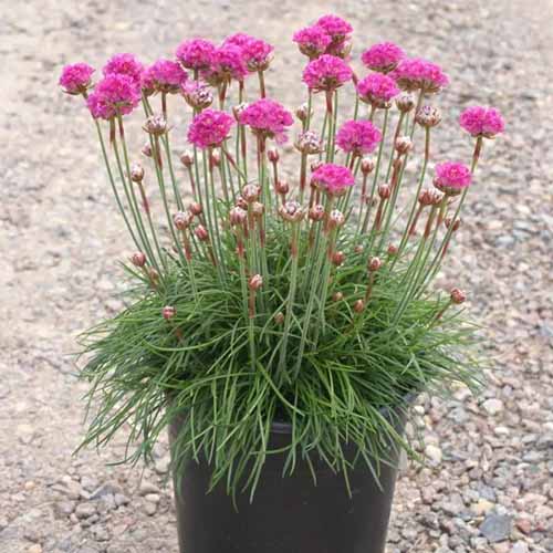 A close up square image of \'Splendens\' sea thrift with bright pink flowers growing in a container.
