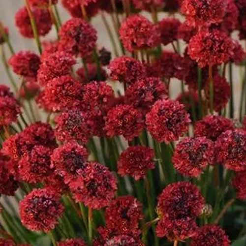 A close up of \'Ballerina Red\' false sea thrift flowers pictured on a soft focus background.