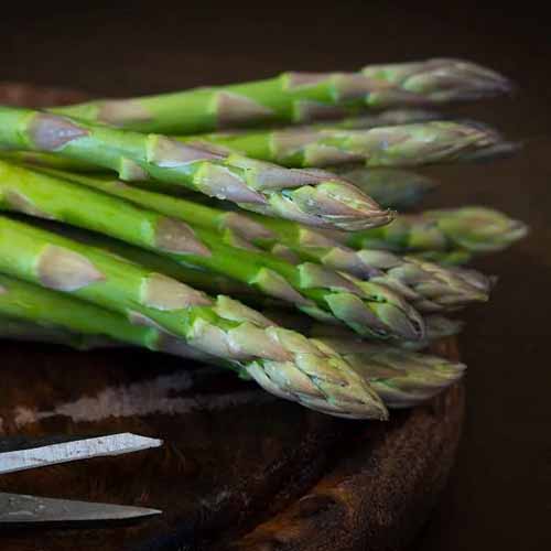 A close up square image of \'Jersey Knight\' asparagus spears isolated on a soft focus background.