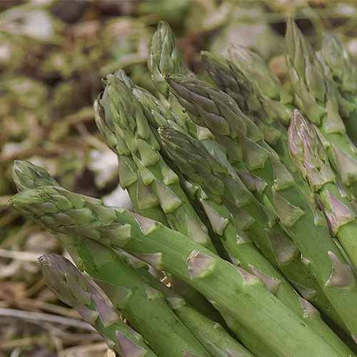 A square image of freshly harvested \'Mary Washington\' asparagus pictured on a soft focus background.