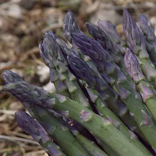 A square image of the tips of \'Sweet Purple\' asparagus spears pictured on a soft focus background.