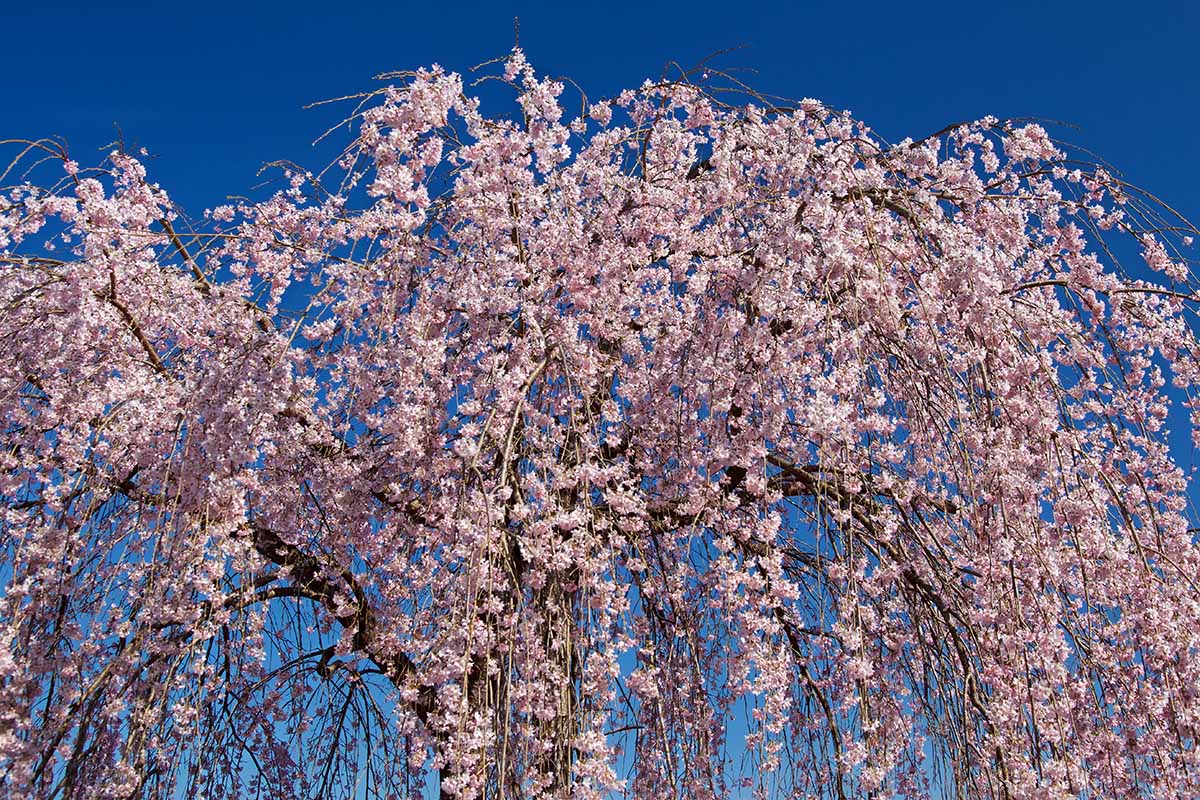 A horizontal photo of the top half of a large weeping cherry tree covered in pale pink blossoms.