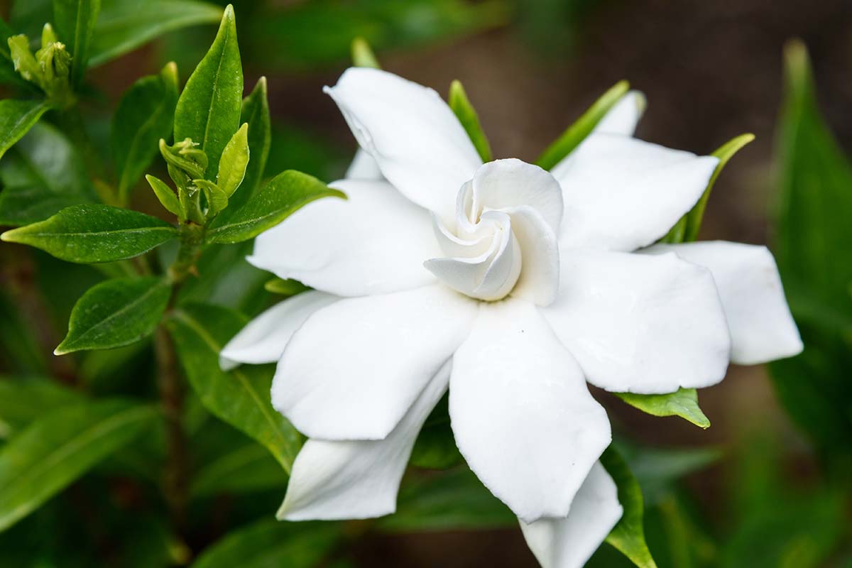 A horizontal close up of a white Hardy gardenia bloom against dark green foliage.