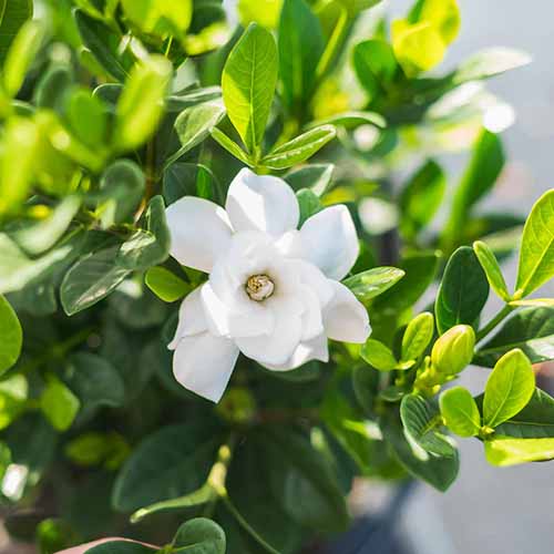 A square product photo of a Buttons gardenia shrub.