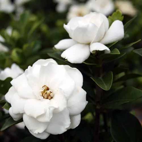 A square product photo of a Crown Jewel gardenia shrub.