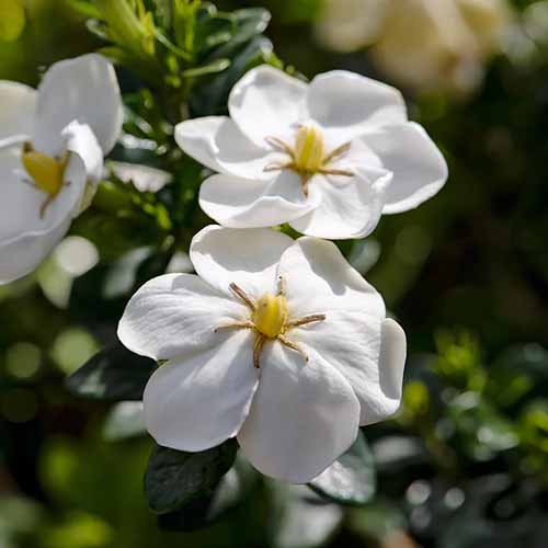 A square product photo of a Daisy gardenia shrub.