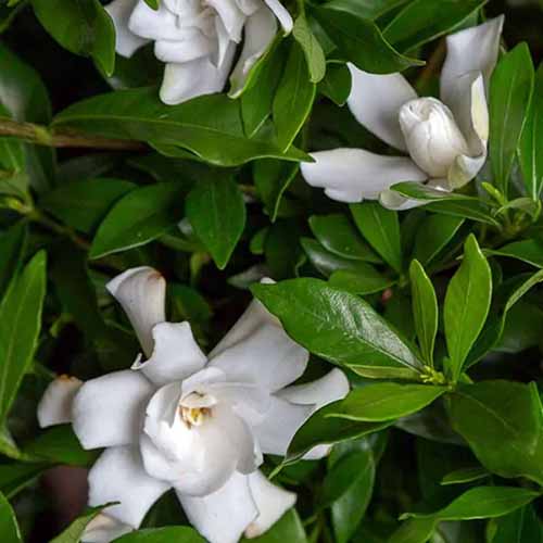 A square product photo of a Fool Proof gardenia shrub.