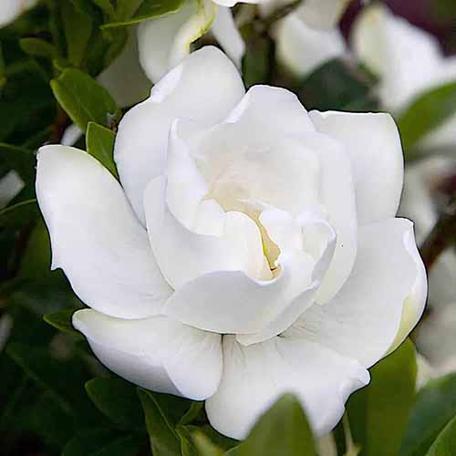 A square product photo of a single bloom on a Jubilation gardenia shrub.