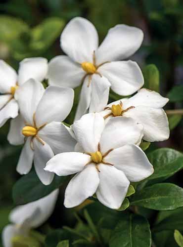 A square product photo of a Kleim\'s Hardy gardenia shrub.