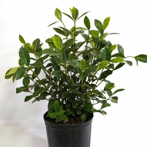 A square product photo of a Miami Supreme gardenia shrub against a white background.