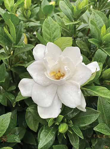 A square product photo of a Pillow Talk gardenia shrub.