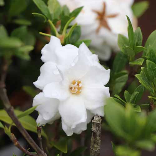 A square product photo of a Radicans gardenia shrub.