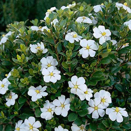 A square product photo of a many blooms on a ScentAmazing gardenia shrub.