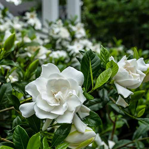 A square product photo of a Summer Snow gardenia shrub.