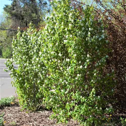 A close up square image of a large Amelanchier alnifolia \'Standing Ovation\' growing by the side of a road.