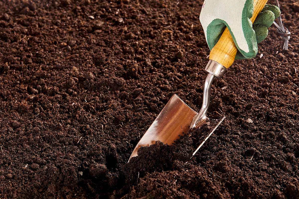 A horizontal photo of a gardener\'s hand in a glove digging in rich garden soil with a wooden-handled gardening trowel.