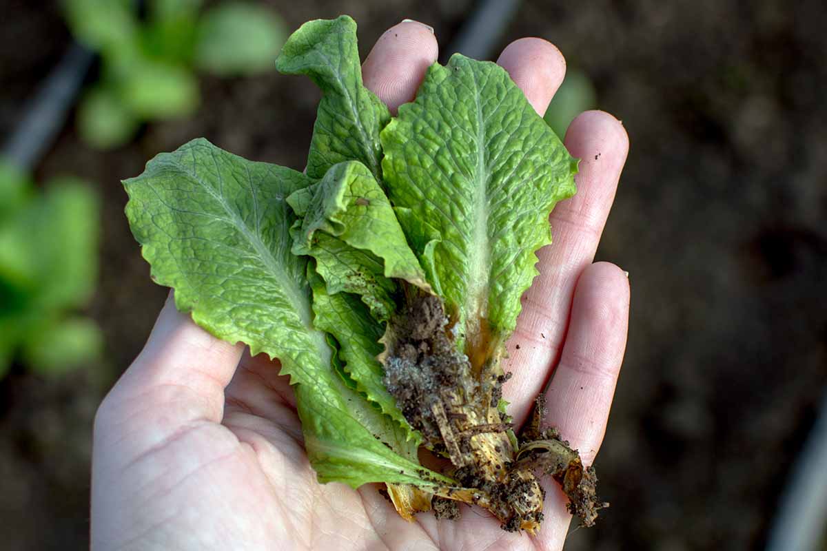 A horizontal shot of a few leaves of lettuce suffering from soft rot in the palm of a gardener\'s hand.