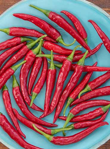 A vertical product photo of \'Dragon\' chilis on a turquoise plate.