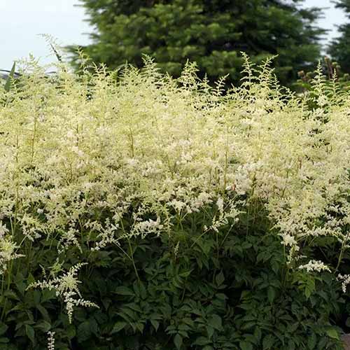 A square image of \'Bridal Veil\' astilbe growing in the garden.