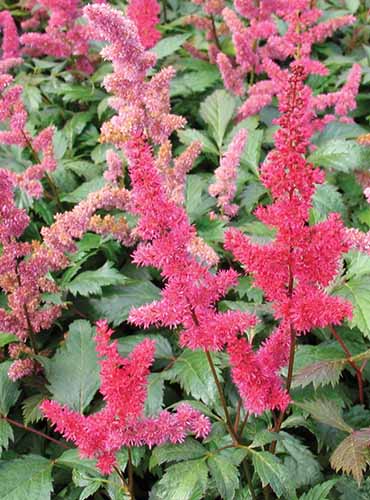 A close up of pink \'Fanal\' astilbe growing in the garden.