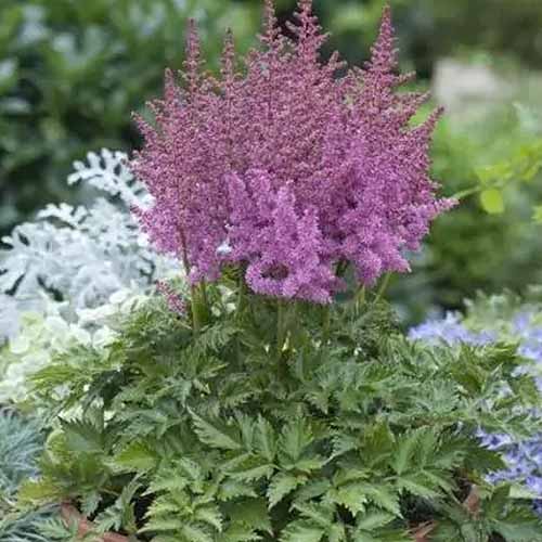 A square image of light pink \'Little Vision in Pink\' growing in a container outdoors.