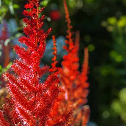 A close up of the bright red flowers of \'Vision of Red\' astilbe pictured in bright sunshine on a soft focus background.