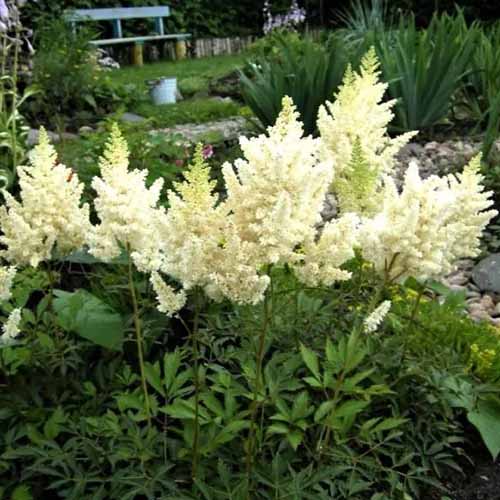 A square image of \'Vision in White\' astilbe plants growing in a container outdoors.