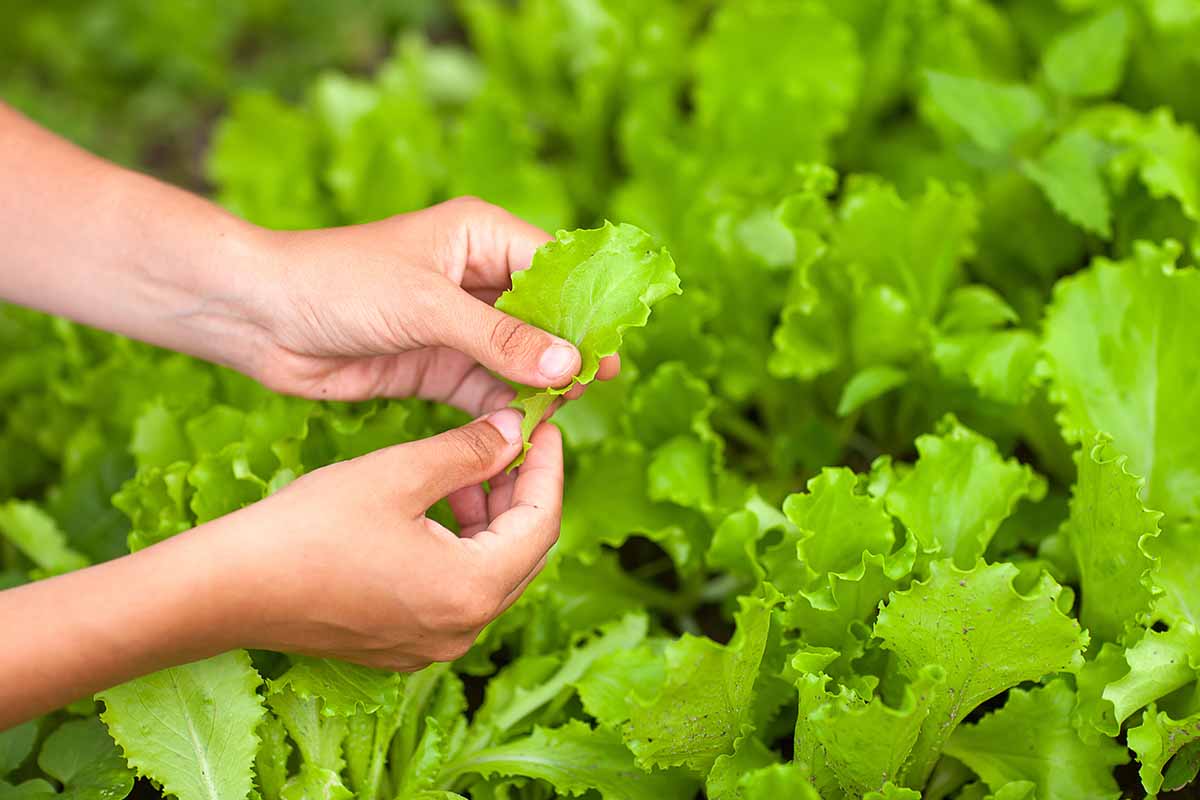 A horizontal close up of a gardener\'s hands harvesting lettuce.