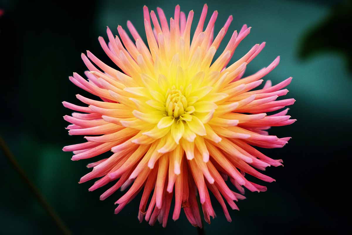 A close up horizontal image of a single pink and yellow \'Alfred Grille\' dahlia flower pictured on a dark background.