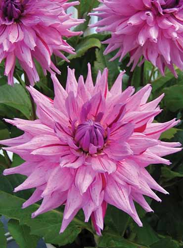 A close up of bright pink \'American Dream\' dahlia flowers growing in the garden.