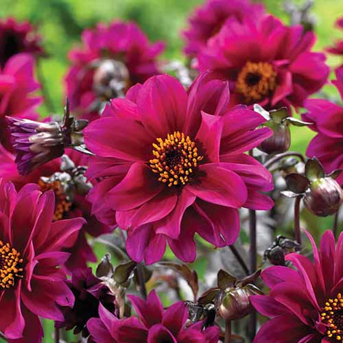 A close up square image of \'Bishop of Canterbury\' dahlia growing in the garden pictured on a soft focus background.