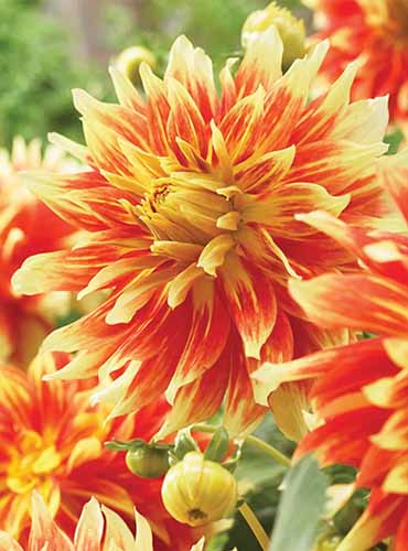 A close up of red and yellow \'Bodacious\' dahlia flowers growing in the garden pictured on a soft focus background.
