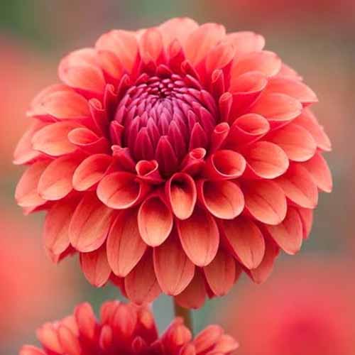 A close up square image of a single red \'Brown Sugar\' dahlia flower pictured on a soft focus background.
