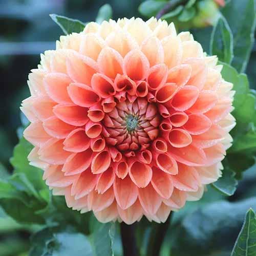 A close up square image of a single \'Cornel Bronze\' dahlia pictured on a soft focus background.