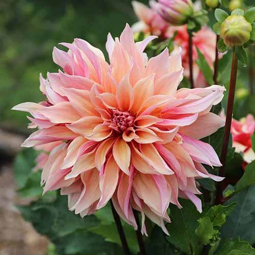 A square image of a single \'Labyrinth\' dahlia growing in the garden pictured on a soft focus background.