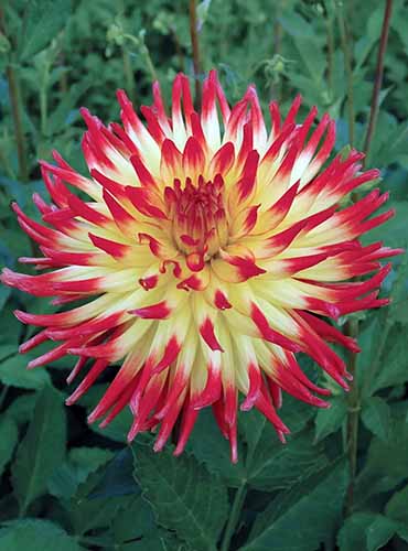 A close up of a single \'Lisonette\' yellow and red dahlia flower growing in the garden.