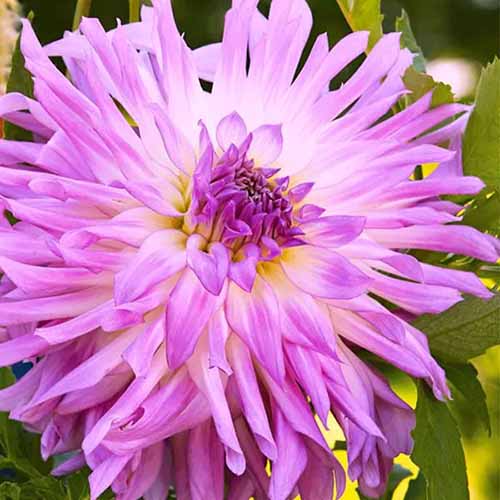 A square image of a light purple \'Mingus Randy\' dahlia pictured on a soft focus background.