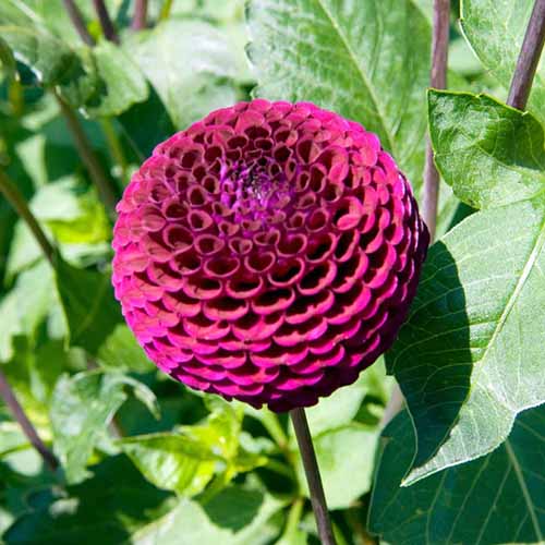 A close up square image of a single \'Moor Place\' dahlia growing in the garden pictured in bright sunshine with foliage in the background.