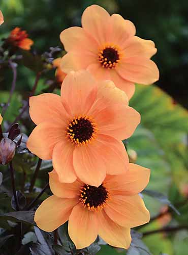 A close up of three \'Mystic Spirit\' dahlias with orange petals pictured on a soft focus background.