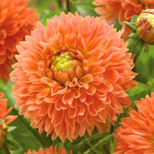 A square image of \'Orange Impact\' dahlias growing in the garden with foliage in the background.