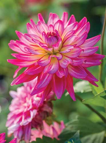 A close up of a \'Pinkie Swear\' dahlia pictured in bright sunshine in the garden.
