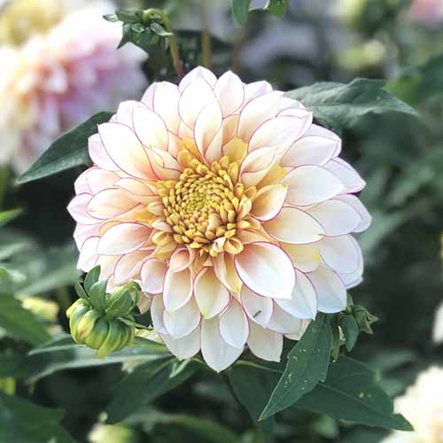 A square image of a single \'Polka\' dahlia pictured on a soft focus background.