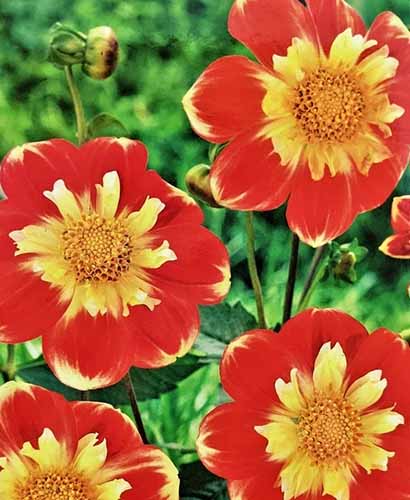 A close up of red and yellow \'Pooh\' dahlias growing in the garden pictured on a soft focus background.
