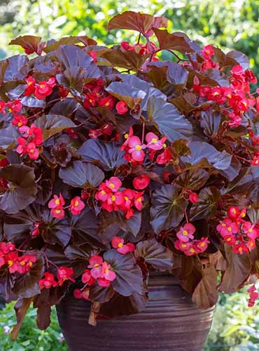 A close up of a \'Viking XL\' with bright red flowers and deep burgundy foliage growing in a clay pot outdoors.