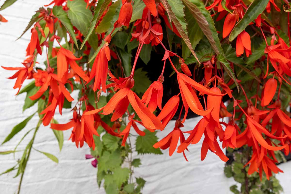 A close up horizontal image of the bright red flowers of a \'Bonfire\' begonia growing in a hanging basket.