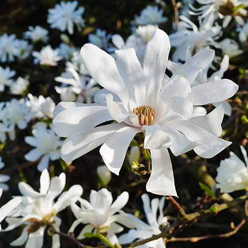 A square product photo of the Royal Star magnolia with it\'s white, daisy-like petaled blooms.