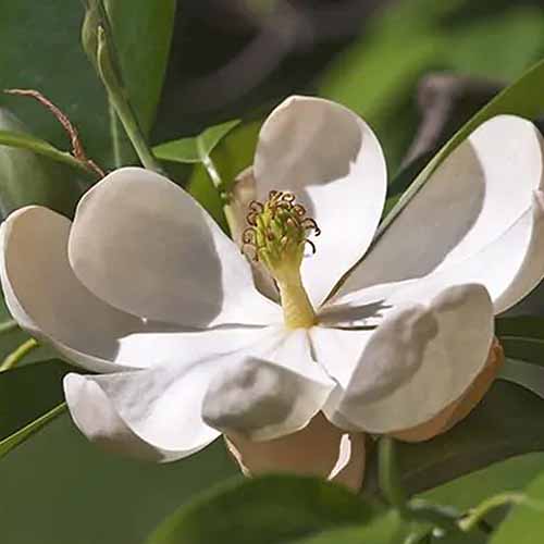 A square product photo of the Sweet Bay magnolia tree with it\'s rounded-petaled, white blossoms.