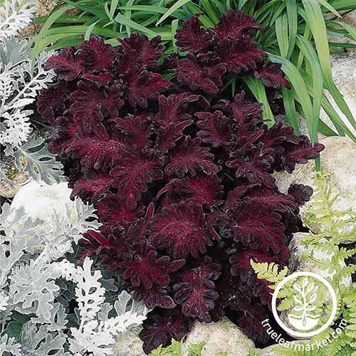 A close up square image of \'Black Dragon\' coleus growing in the garden with dusty miller and other perennials. To the bottom right of the frame is a white circular logo with text.