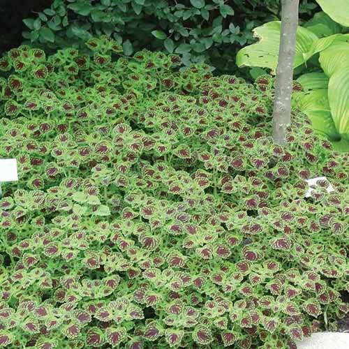A square image of a carpet of \'Chocolate Drop\' coleus growing in the garden.