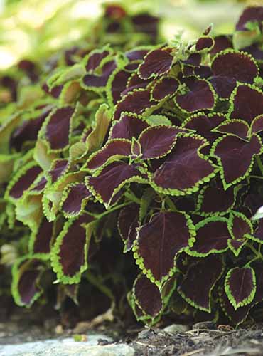 A close up of the foliage of \'Chocolate Mint\' coleus plants growing in the garden.